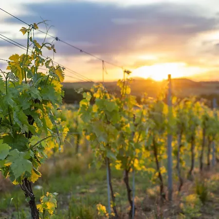Paradis Des Vignes Hotel