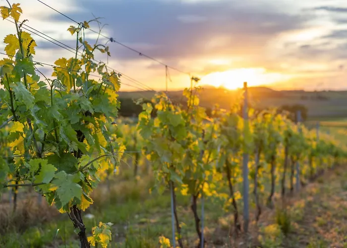 Paradis Des Vignes Hotel